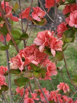 サツキ サツキ,ツツジ,花の写真素材