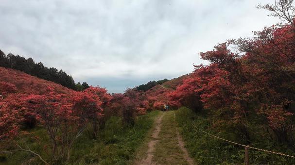 A path through a red azalea garden, JPG