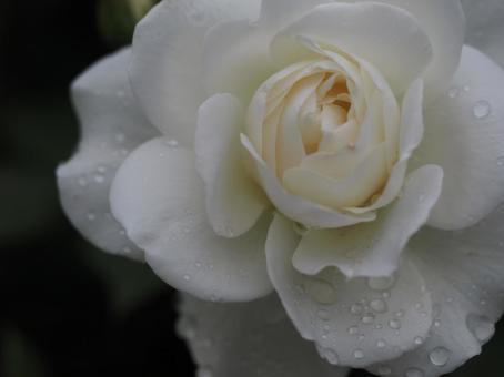 雨に濡れた白いバラ　アイスバーグ⑧ バラ,薔薇,花の写真素材