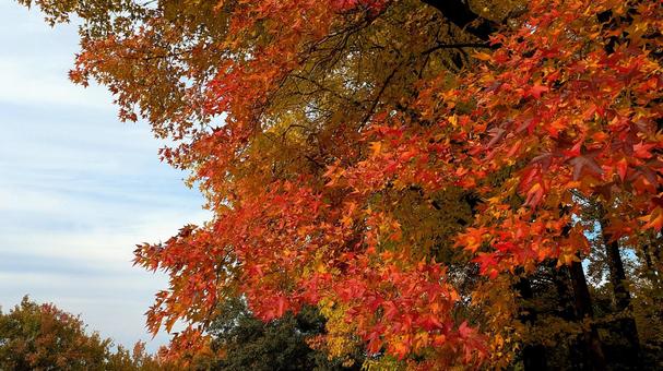 秋の気配が見えてきた紅葉 秋,モミジ,赤の写真素材