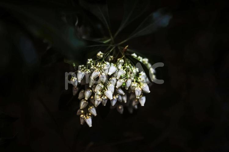 ＜五島の春の風景＞アセビ（馬酔木）の花 アセビ,アシビ,花の写真素材
