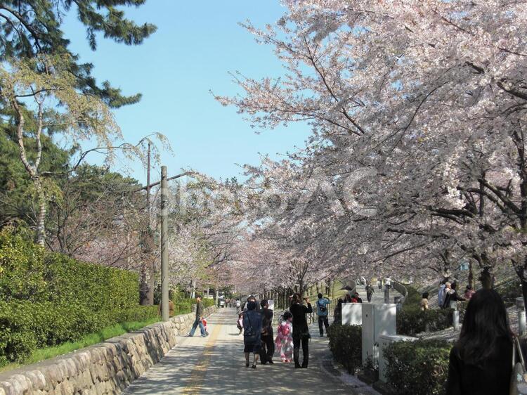 桜並木 自然,桜,さくらの写真素材