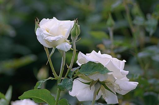 Aramaki Rose Garden 154 Elegance Ivory, JPG Aramaki Rose Garden 154 Elegance Ivory, JPG
