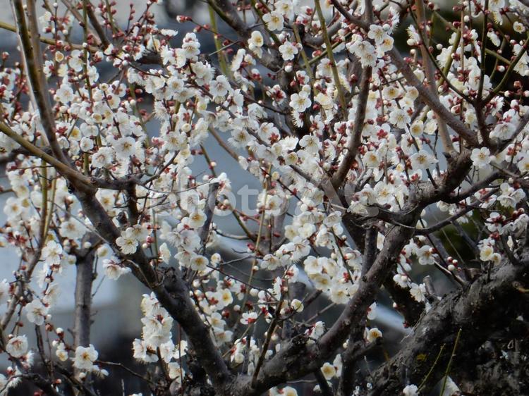 【花の写真】白い梅の花 ウメ,梅,うめの写真素材