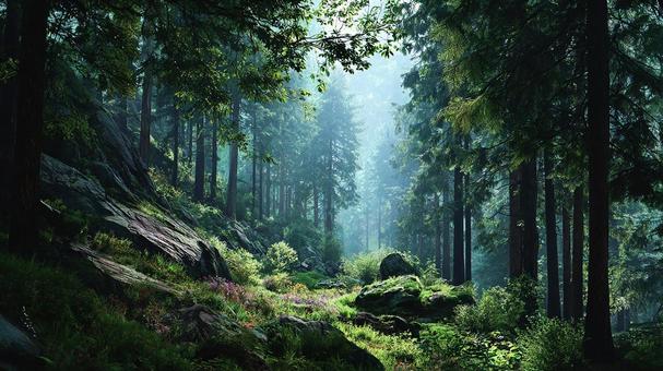 豊かな緑の森林風景 豊かな緑の森林風景の写真