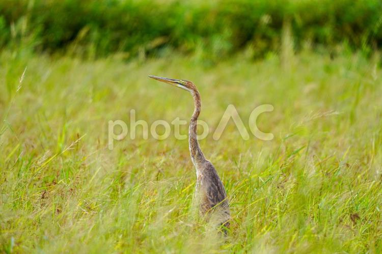 ムラサキサギ ムラサキサギ,サギ,鳥の写真素材