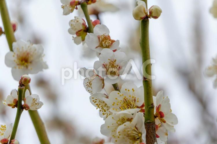 白梅の清楚な花が咲く枝 梅,花,花びらの写真素材