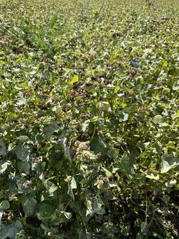 秋の蕎麦畑の写真