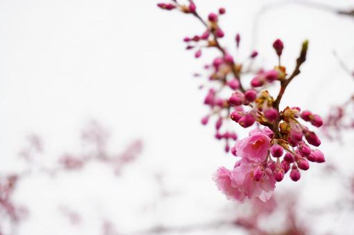 曇り空の桜の花 曇り空の桜の花の写真