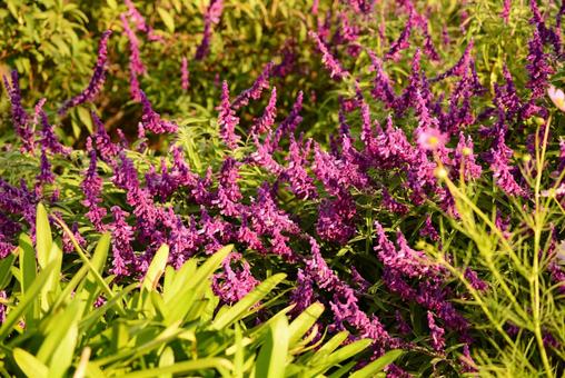 メキシカンセージ （アメジストセージ） ハーブ,秋,アメジストセージの写真素材