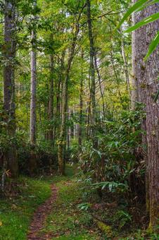 登山道 林道,山道,シダの写真素材