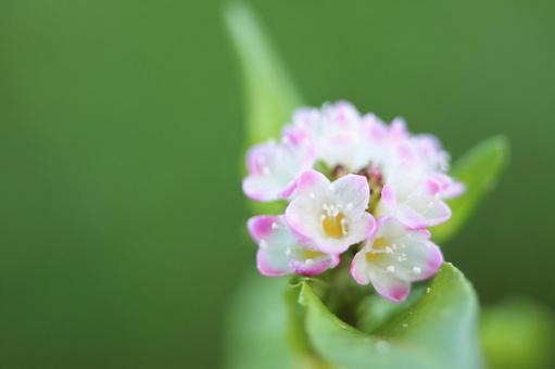 野草 野草の写真