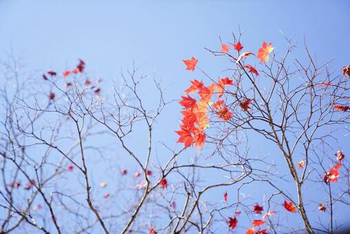紅葉 紅葉の写真