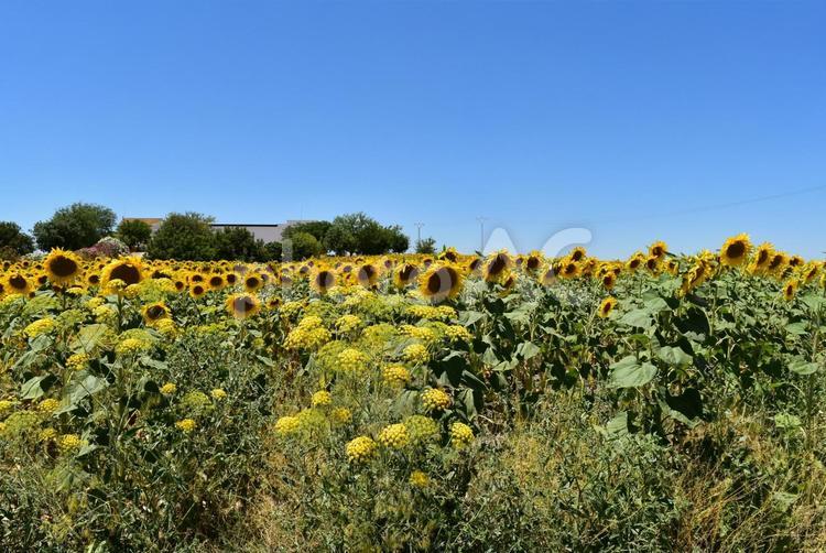 サンタ・クルスのひまわり ひまわり,ひまわり畑,サンタ・クルスの写真素材