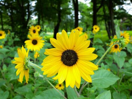 夏の訪れ 夏の訪れ ひまわり,向日葵,黄色の写真素材