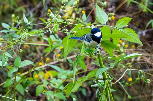 シジュウカラ(105)の写真