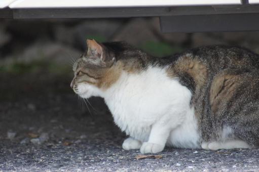 ねこ ねこ にゃんこ,可愛い,野良猫の写真素材
