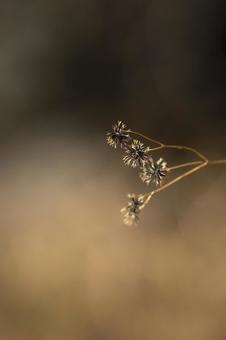 道端のひっつき虫 道端のひっつき虫 ひっつき虫,くっつき虫,種子の写真素材
