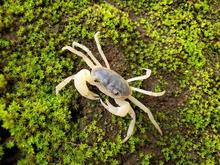 サワガニ サワガニ,淡水ガニ,駿河平自然公園の写真素材
