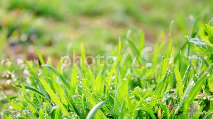 雨上がりの早朝 新緑,新芽,生命の写真素材