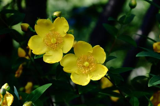 金色に輝く梅の花 金色に輝く梅の花の写真