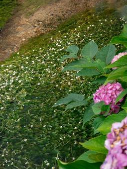 Plum algae, JPG