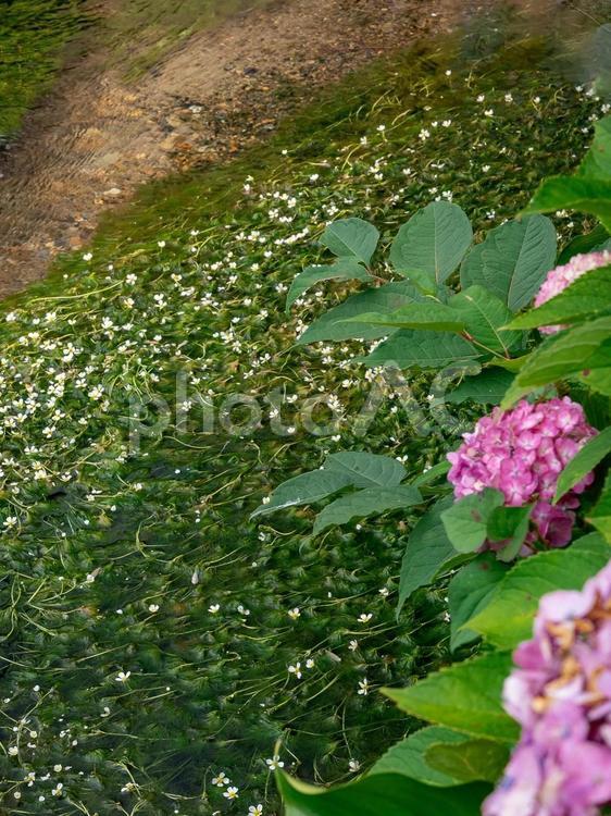 梅花藻 梅花藻,川,紫陽花の写真素材