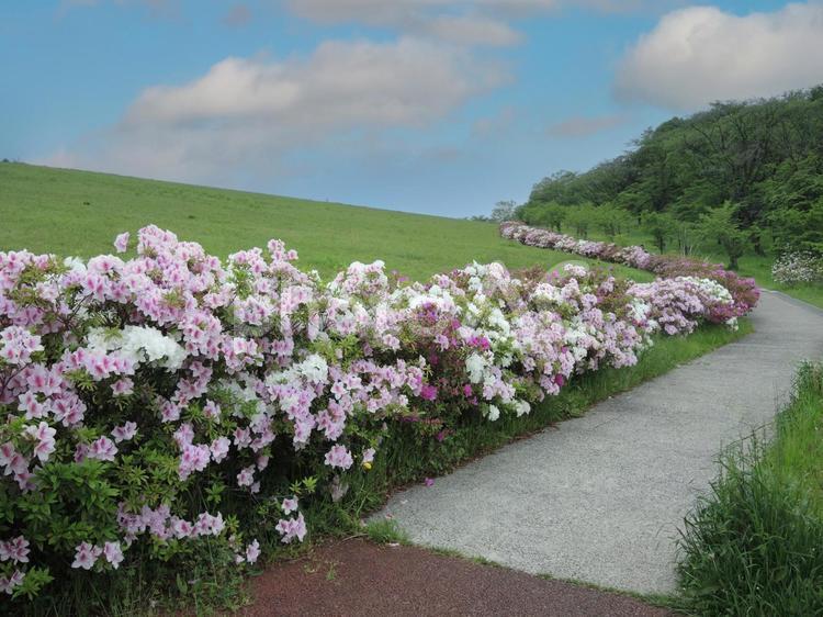 つつじが咲く丘 ツツジ,散歩道,丘陵の写真素材
