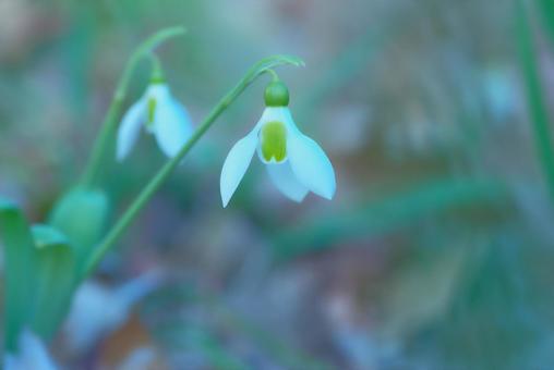 スノードロップ 待雪草 冬の花 スノードロップ 待雪草 冬の花の写真