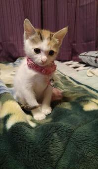 実家猫 テン 実家猫 テンの写真