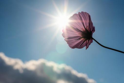 秋の草花　コスモスと青空２ コスモス,青空,太陽の写真素材