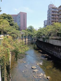 神田川 駒塚橋から 神田川 駒塚橋からの写真