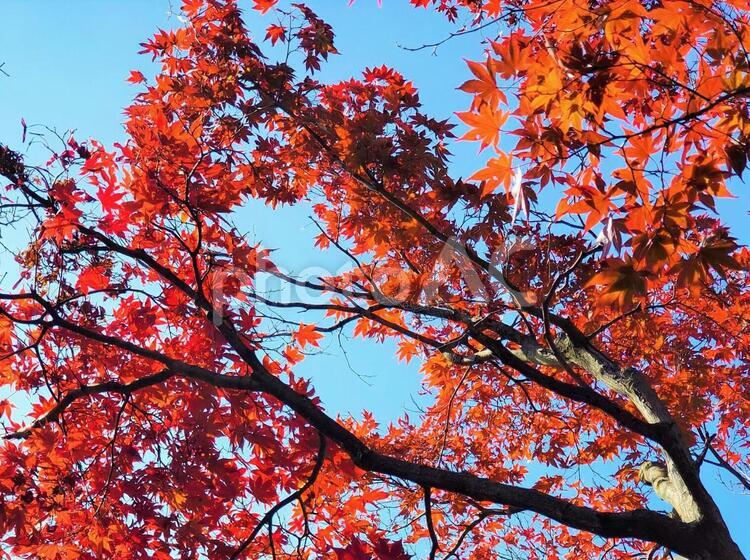 鮮やかな紅葉と秋の空a 紅葉,鮮やか,もみじの写真素材