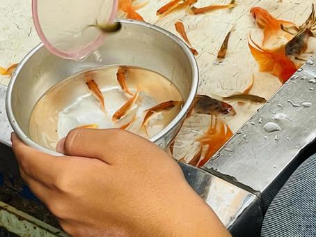 夏祭りの屋台 金魚すくい 夏祭りの屋台 金魚すくいの写真