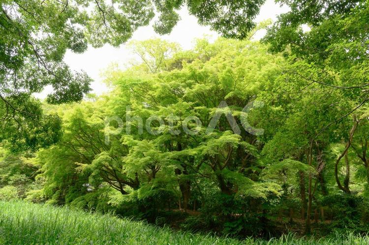 新緑の美しい風景 - No: 32798365｜写真素材なら「写真AC」無料（フリー）ダウンロードOK