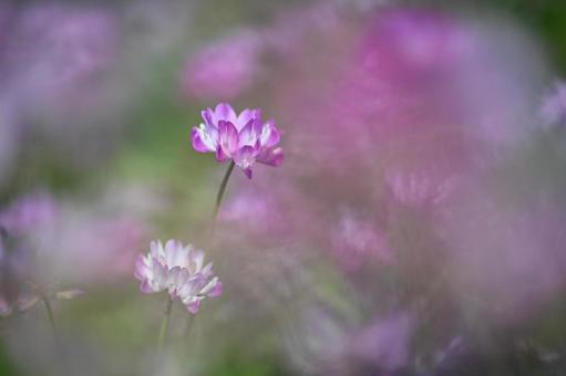 Photo, astragalus, ফুল, বসন্ত, 