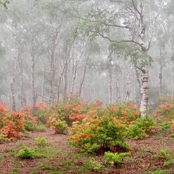 霧の白樺林とレンゲツツジ 霧の白樺林とレンゲツツジ 白樺林,レンゲツツジ,林の写真素材