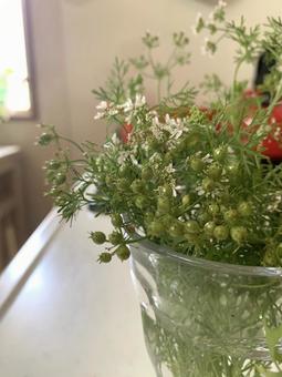 Cilantro flowers grown in a community garden, JPG