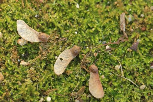 地面（苔）の上に落ちたモミジの種の写真