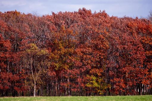 鮮やかな赤茶色に染まる防風林の壁 紅葉,森林,樹木の写真素材