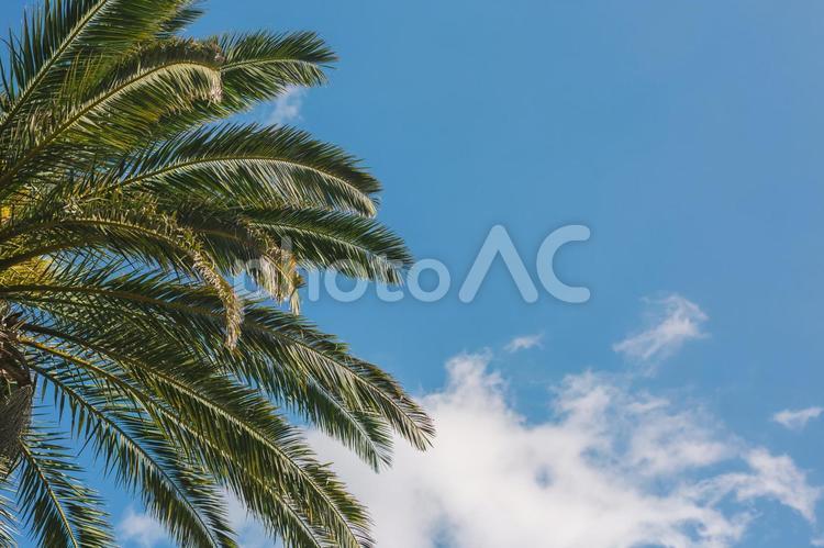 ヤシの木と青空02 ヤシ,木,ヤシの木の写真素材