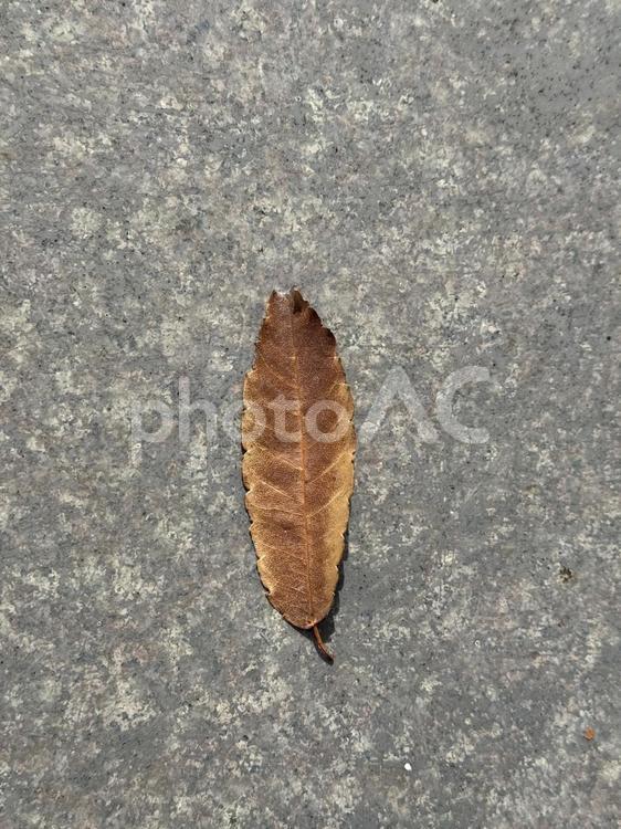 釜口水門横の木の葉 葉っぱ,葉,leafの写真素材