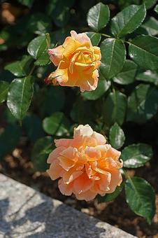 Photo, hyōgo prefecture, aramaki rose park, manyo, 