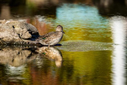 水辺のコガモ 水辺のコガモの写真