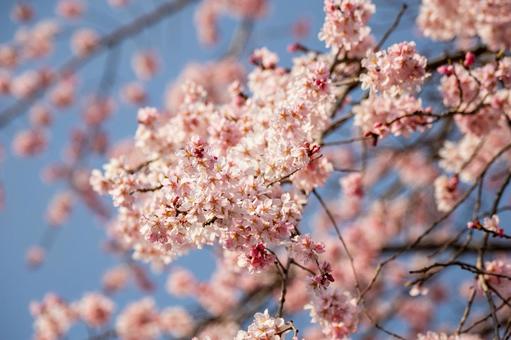 榴岡公園の桜(42) 榴岡公園の桜(42)の写真