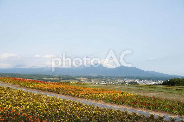 中富良野町から十勝岳連邦をのぞむ 富良野,丘,北海道の写真素材