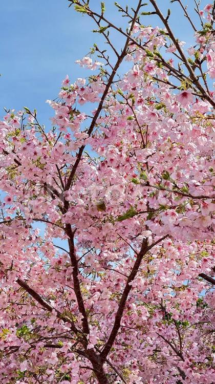 桜と青空の背景（縦長） 桜,河津桜,春の写真素材