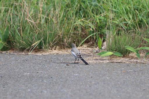 セキレイ セキレイの写真