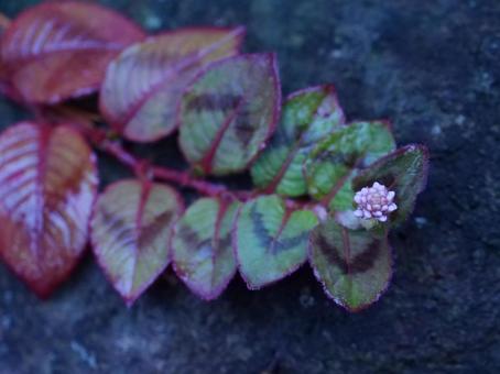 雨に濡れたヒメツルソバ 雨に濡れたヒメツルソバの写真