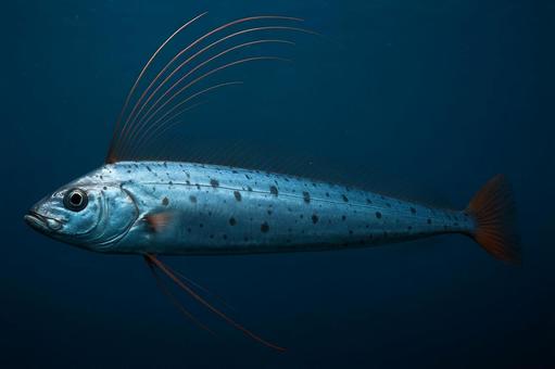 リュウグウノツカイ：深海を泳ぐ幻の魚の写真